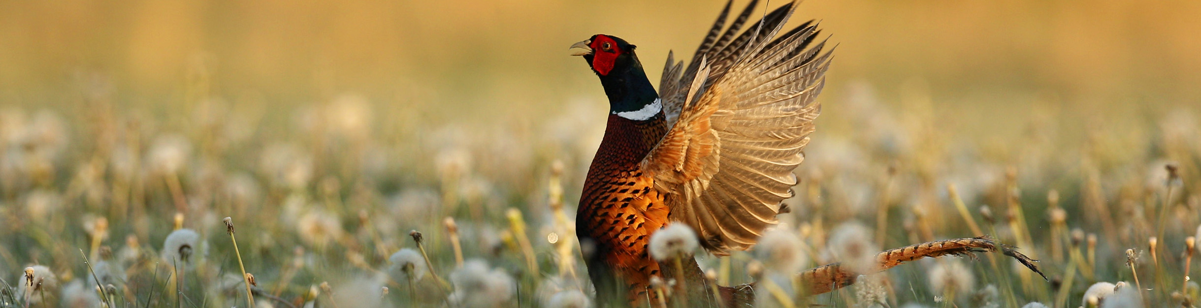 Gastenboek fazant De Boschkerhook