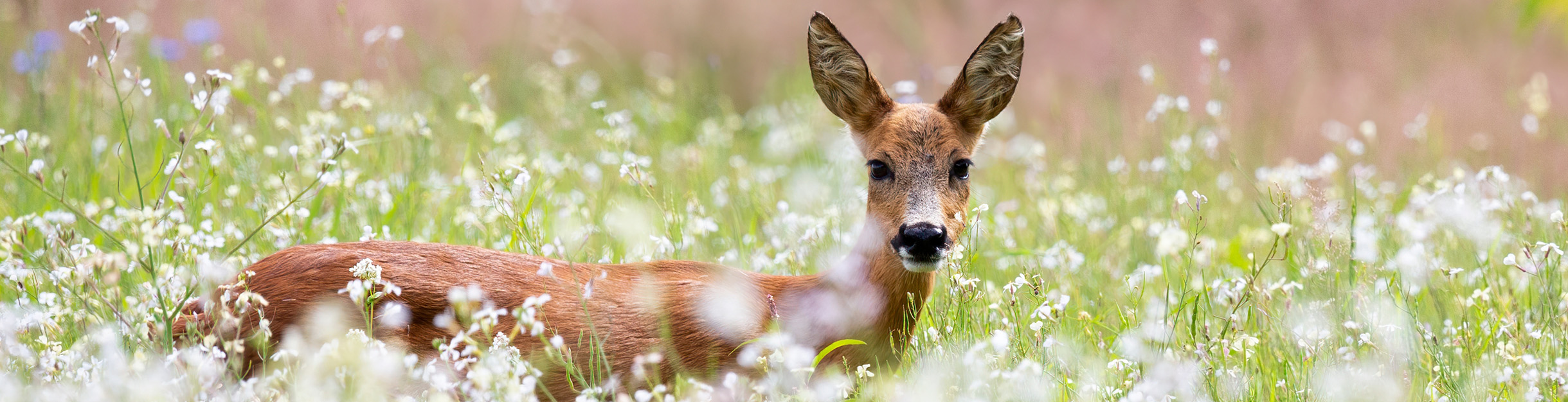 Gastenboek ree Vakantiehuis De Boschkerhook